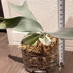 ビカクシダ　E-1 ①  の画像