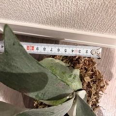 ビカクシダ　E-1 ①  の画像