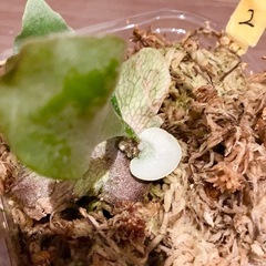 ビカクシダ　E-1 ②の画像