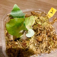 ビカクシダ　E-1 ②の画像