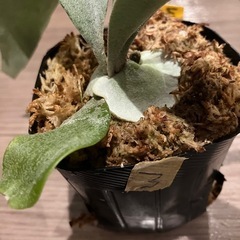 ビカクシダE-1 ③の画像