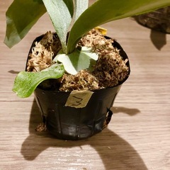 ビカクシダE-1 ③の画像