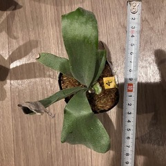 ビカクシダ　E-1 ④の画像