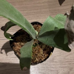 ビカクシダ　E-1 ④の画像