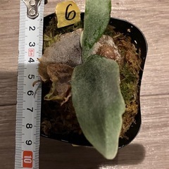ビカクシダ　E-1 ⑥の画像