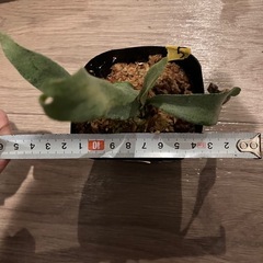 ビカクシダ　E-1 ⑤の画像