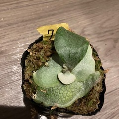 ビカクシダ E-1 ⑦の画像