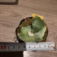 ビカクシダ E-1 ⑦の画像