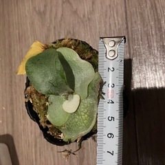 ビカクシダ E-1 ⑦の画像