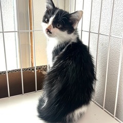 ちょびひげ女の子