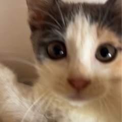 ぱっちりお目目の三毛猫ちゃんメス♀