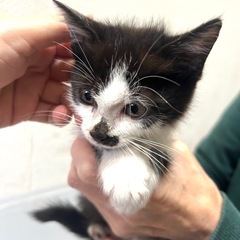 ヤンチャでかわいい子