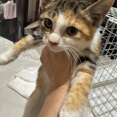 三毛猫　メス　