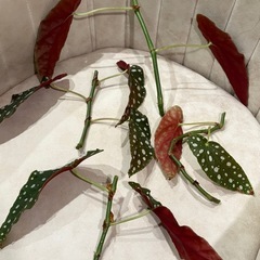 1本からok　ベゴニア マクラータ 観葉植物の画像