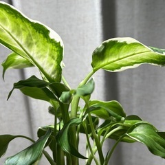 ディフェンバキア クールビューティー 観葉植物の画像