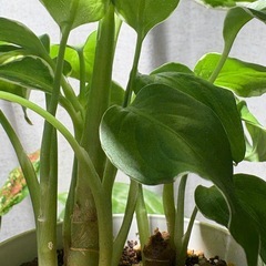 ディフェンバキア クールビューティー 観葉植物の画像
