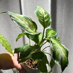 ディフェンバキア クールビューティー 観葉植物の画像