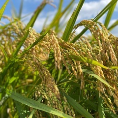 令和七年度 新米【朝日米】❣️れんげ農法30㎏ 精米OK🙆‍♀️の画像