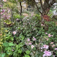 秋明菊の画像
