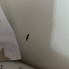ベッドフレームの画像