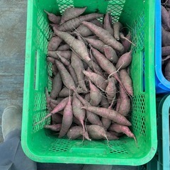 さつま芋　新物(紅はるか) 小芋、細芋　10Kg 1袋 [f]の画像