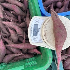 さつま芋　新物(紅はるか) 小芋、細芋　10Kg 1袋 [f]の画像