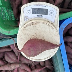 さつま芋　新物(紅はるか) 小芋、細芋　10Kg 1袋 [f]の画像