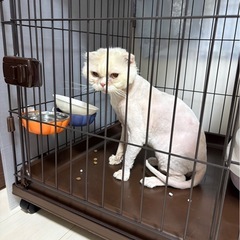 スコティシュフォールド