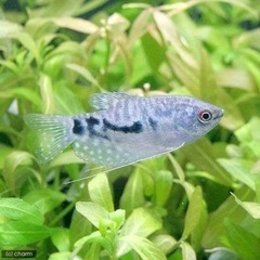 ‼️早急‼️グラミー2匹　熱帯魚の画像