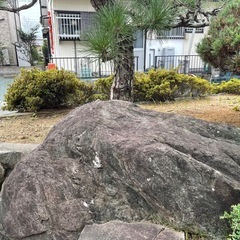 庭の石🪨&樹木🌲の画像