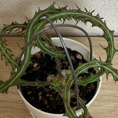 ユーフォルビア クンチーの画像