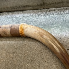牛の角？の画像