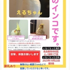 オカメインコを探しています