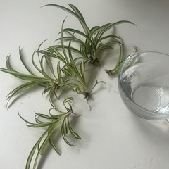 観葉植物　オリズルラン　　水耕栽培の画像