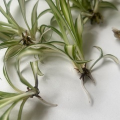 観葉植物　オリズルラン　　水耕栽培の画像