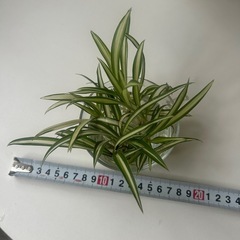 観葉植物　オリズルラン　　水耕栽培の画像