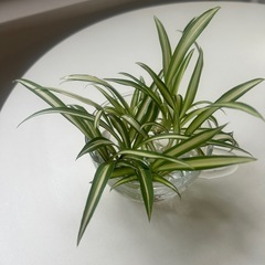 観葉植物　オリズルラン　　水耕栽培の画像