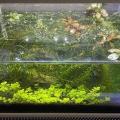 水槽(35cmガラス水槽) ミナミヌマエビ、水草セットの画像