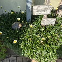 ガザニアの画像