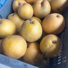 訳あり梨買わせて下さい。