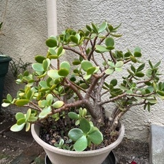 アヤメ、金のなる木、赤玉土、鹿沼土、洋ランの土の画像