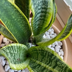 サンセベリア+植木鉢の画像