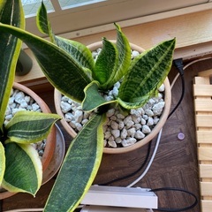 サンセベリア+植木鉢の画像