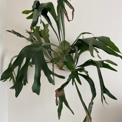 コウモリラン　ビーチーの画像