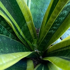 サンセベリア+植木鉢の画像