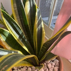 サンセベリア+植木鉢の画像