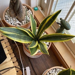 サンセベリア+植木鉢の画像
