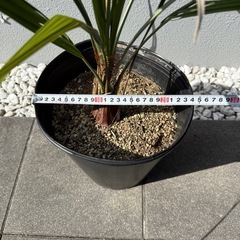 ココスヤシの画像