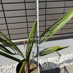 ココスヤシの画像
