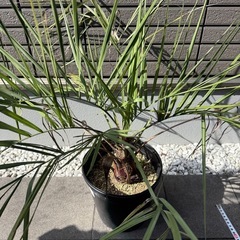 ココスヤシの画像